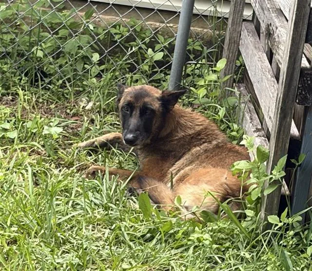 An adult large-sized male Belgian Shepherd / Malinois dog named Dante for adoption in San Antonio, TX