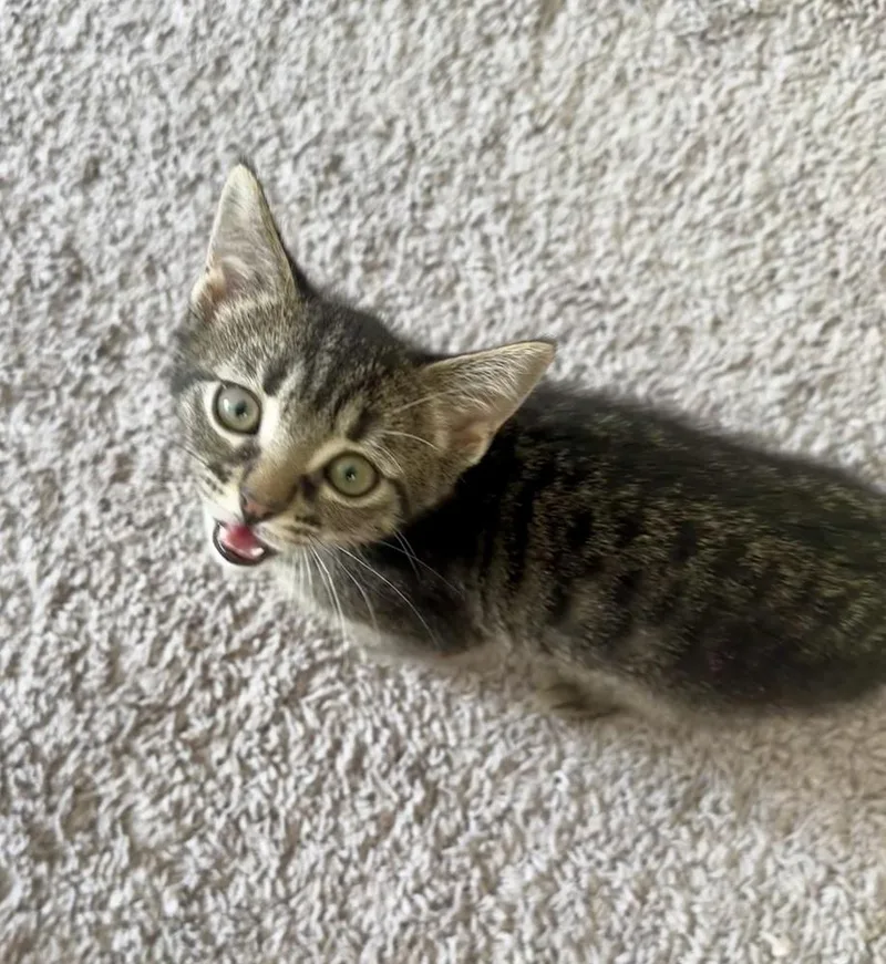 A baby medium-sized male Domestic Short Hair cat named Cricket for adoption in Lafayette, CO