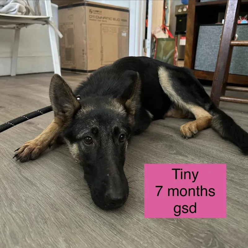 Tiny