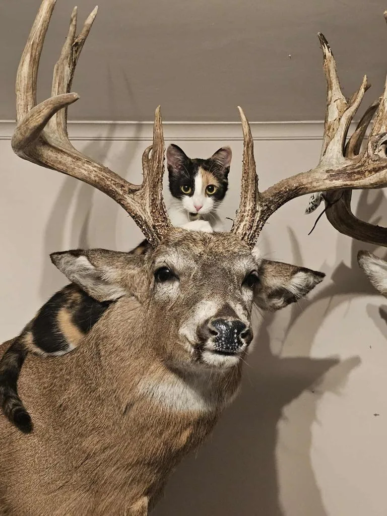 Chia Pet thumbnail 2