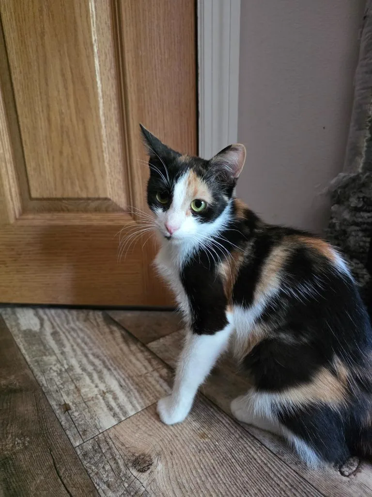 Chia Pet thumbnail 3