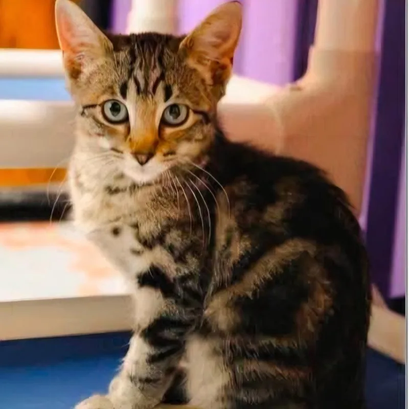 A baby small-sized female Brown / Chocolate Domestic Short Hair cat named Miss Dean for adoption in Newcastle, OK