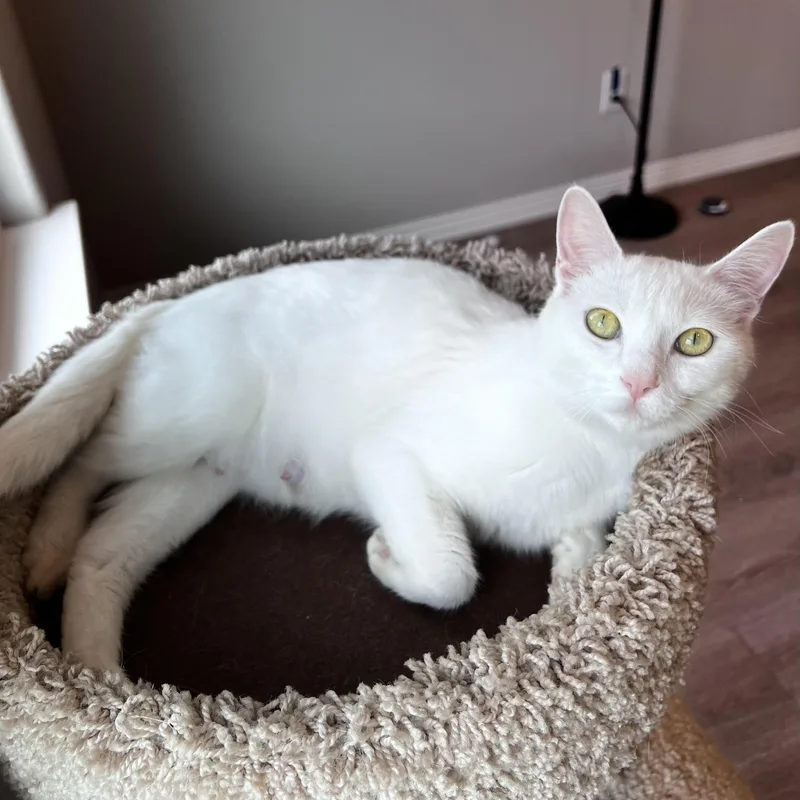 An adult medium-sized female White Domestic Short Hair cat named Queen Arlene for adoption in Bentonville, AR