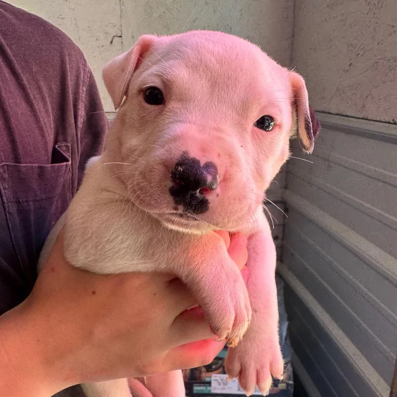 A baby medium-sized male White / Cream Mixed Breed dog named Horace for adoption in Duck River, TN