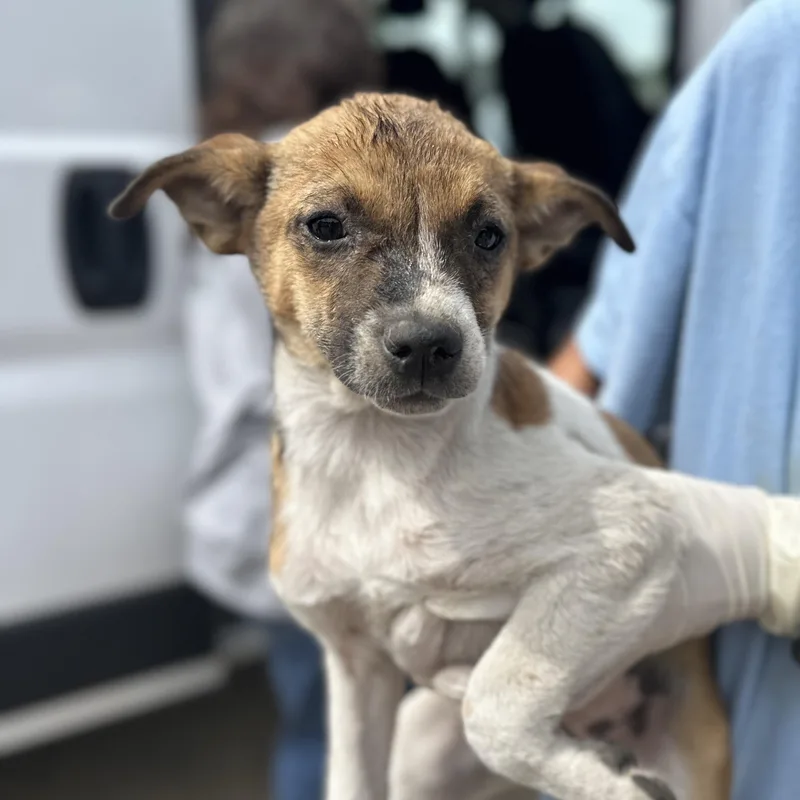 A baby small-sized female Tricolor (Brown, Black, & White) Terrier dog named Inlet for adoption in Columbia, SC