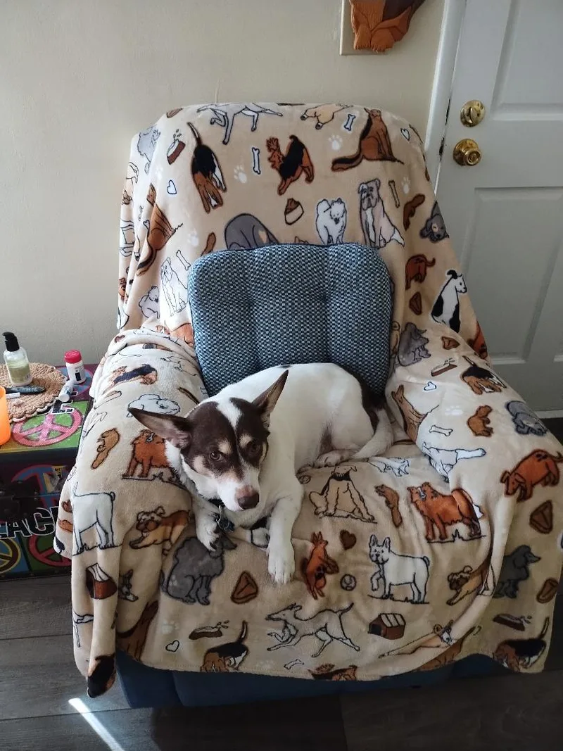 An adult medium-sized male Corgi dog named Oso for adoption in Rancho Palos Verdes, CA