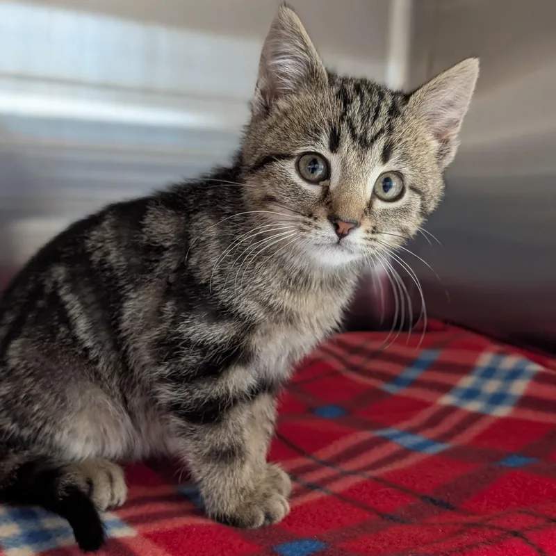 A baby medium-sized male Tabby (Brown / Chocolate) Domestic Short Hair cat named Chickadee for adoption in Jefferson, WI