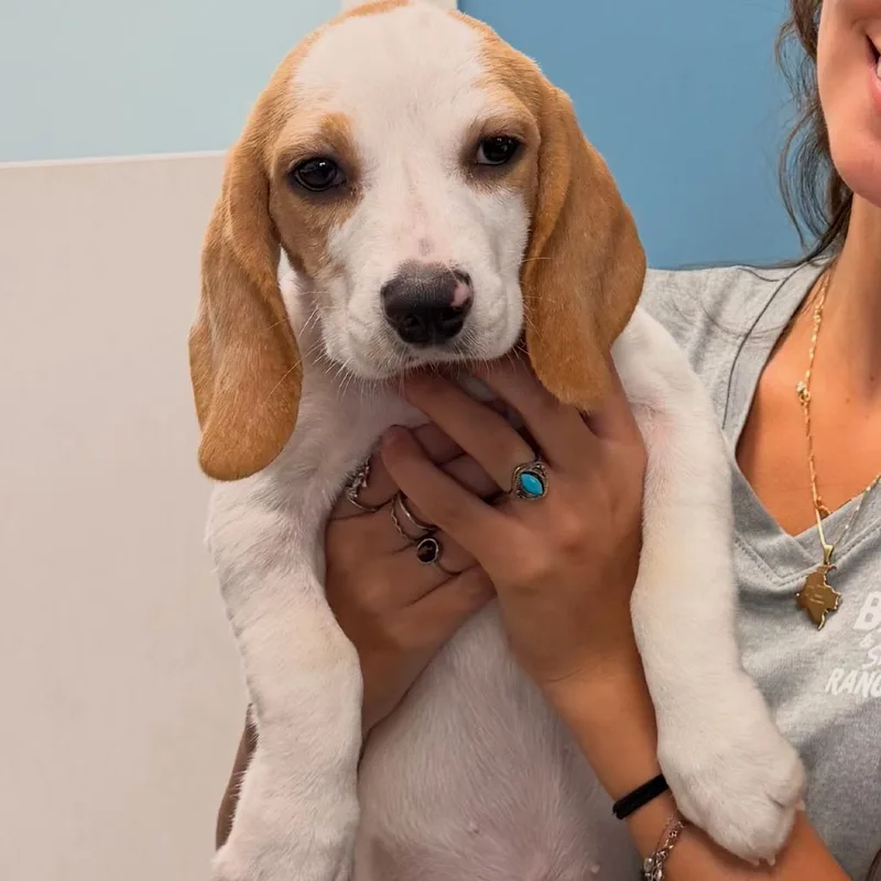 A baby small-sized female Beagle dog named Penny aka Cheese Cake for adoption in LOXAHATCHEE, FL