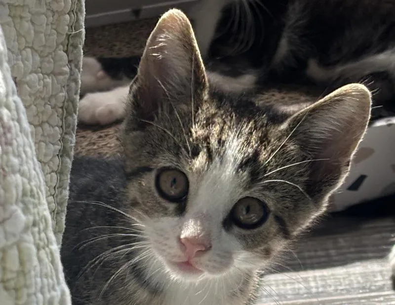 A baby small-sized male Tabby (Brown / Chocolate) Domestic Short Hair cat named Zeke for adoption in Columbus, IN