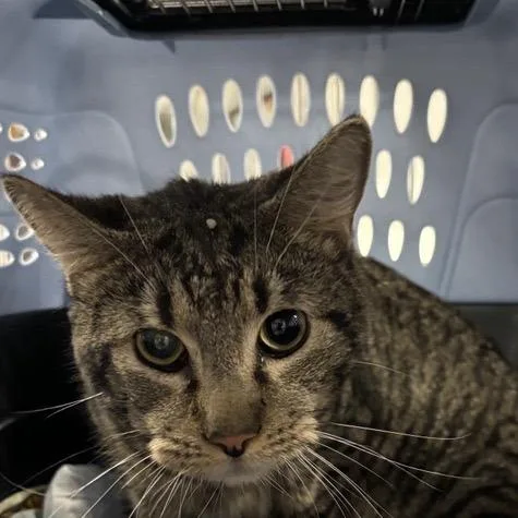 A young medium-sized male Brown / Chocolate Domestic Short Hair cat named Cookie for adoption in New York, NY