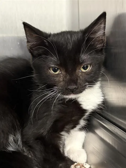 A baby small-sized female Domestic Short Hair cat named Tessie for adoption in Redlands, CA