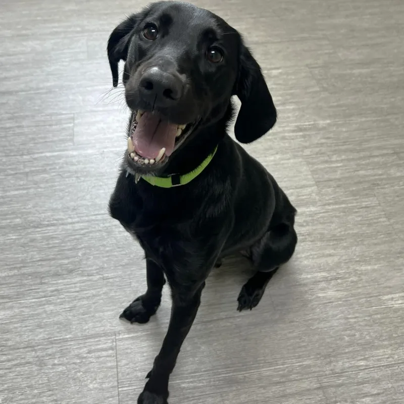 A young small-sized male Labrador Retriever dog named Benji for adoption in State College, PA