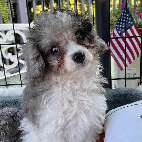 A baby small-sized male Merle (Blue) Cavapoo dog named Theo for adoption in Lincoln University, PA