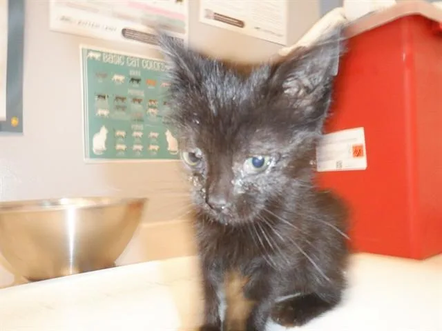 A baby small-sized female Domestic Medium Hair cat named Natasha for adoption in San Jose, CA
