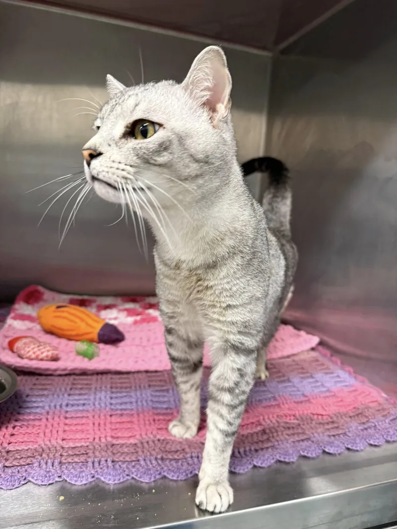 A baby medium-sized male Tabby (Gray / Blue / Silver) British Shorthair cat named Wallace Mcacc for adoption in Clarksville, TN