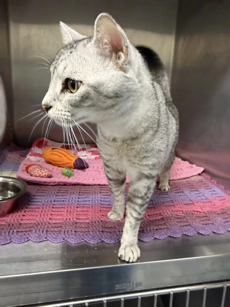 Wallace Mcacc thumbnail 2