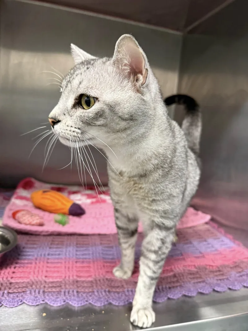 Wallace Mcacc thumbnail 3