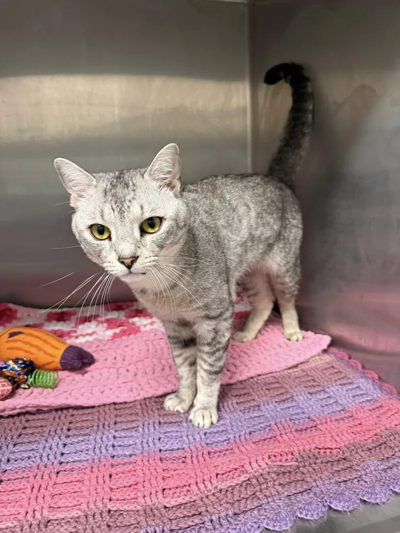 Wallace Mcacc thumbnail 4