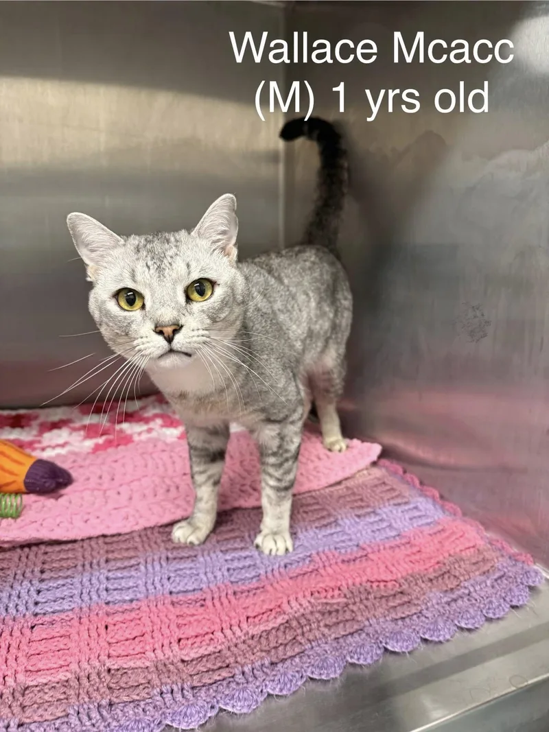 Wallace Mcacc thumbnail 5