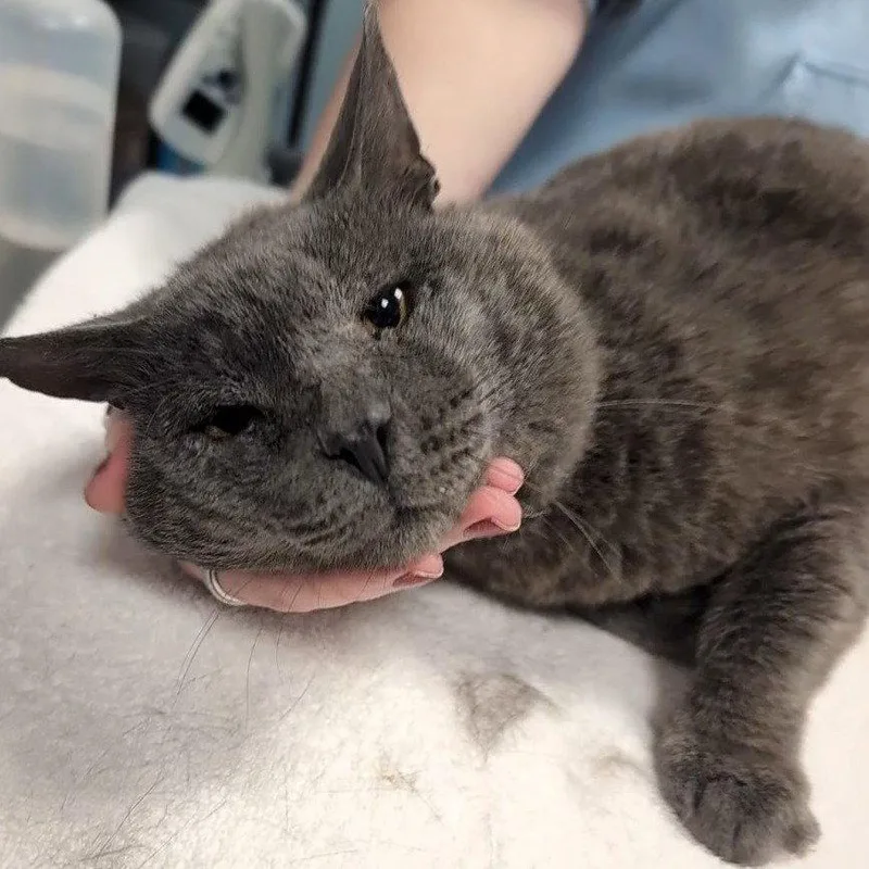 An adult medium-sized male Domestic Short Hair cat named Blade for adoption in New Castle, DE