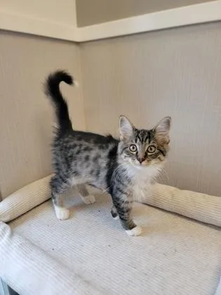 A baby small-sized female Domestic Medium Hair cat named Cloudjumper for adoption in Fergus Falls, MN