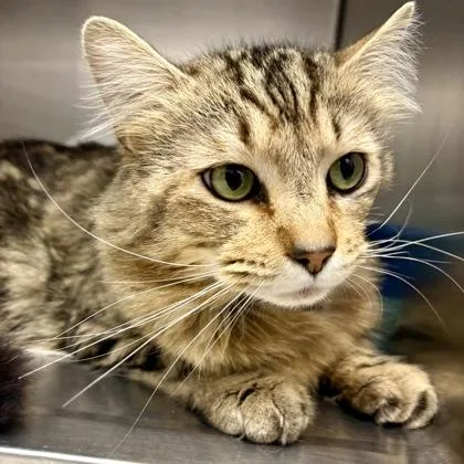 A young medium-sized male Domestic Medium Hair cat named Portobello for adoption in Sacramento, CA