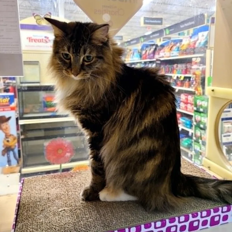 An adult medium-sized male Tabby (Brown / Chocolate) Domestic Long Hair cat named Magneto for adoption in Queen Creek, AZ