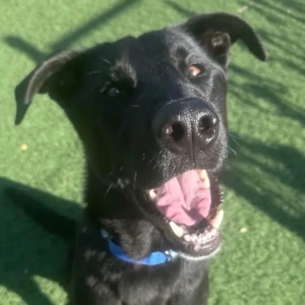 An adult large-sized male Mixed Breed dog named Harley for adoption in Wilsall, MT