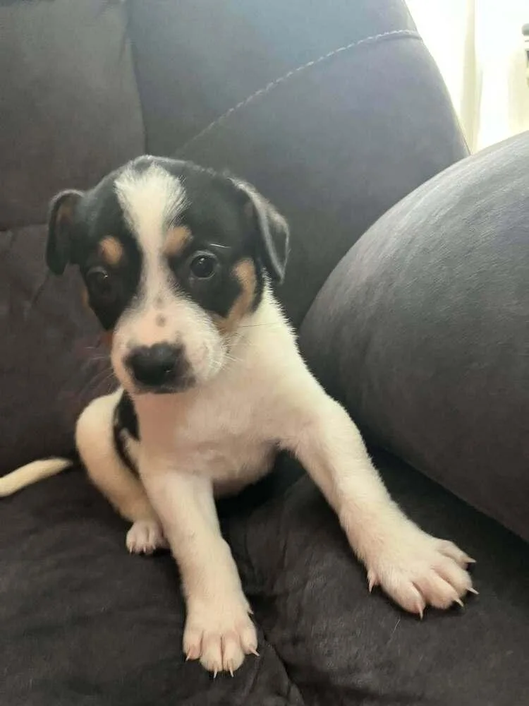 A baby medium-sized female Tricolor (Brown, Black, & White) Australian Cattle Dog / Blue Heeler dog named Diamond for adoption in Peoria, IL