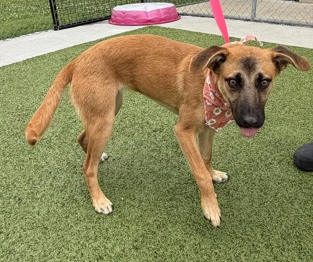 A young medium-sized female Red / Chestnut / Orange Border Collie dog named Jewel for adoption in Fayetteville, AR
