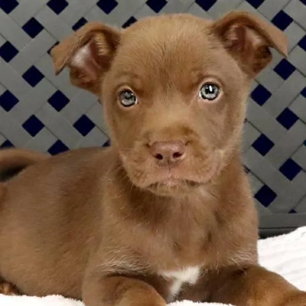 A baby medium-sized female Labrador Retriever dog named Brooks for adoption in Midland, TX