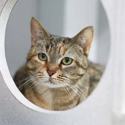 An adult small-sized female Gray / Blue / Silver Domestic Short Hair cat named Skittles for adoption in Atlanta, GA