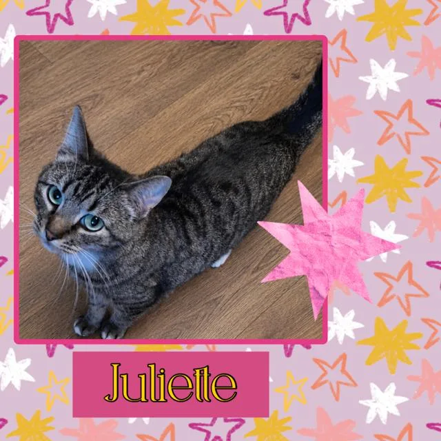 An adult medium-sized female Tabby (Gray / Blue / Silver) Domestic Short Hair cat named Julliette for adoption in Kearney, NE