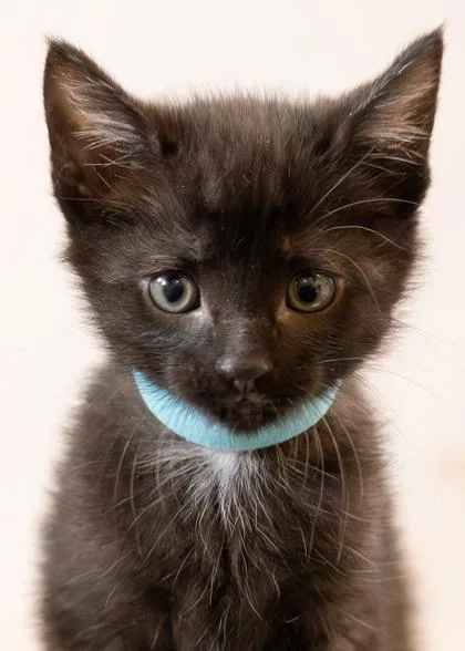 A baby small-sized male Domestic Short Hair cat named West for adoption in Roseville, CA