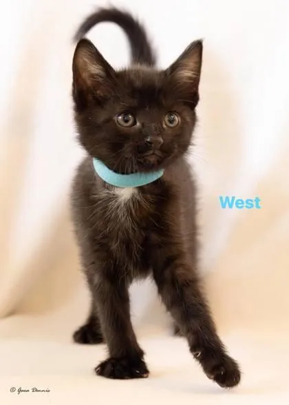 West thumbnail 3