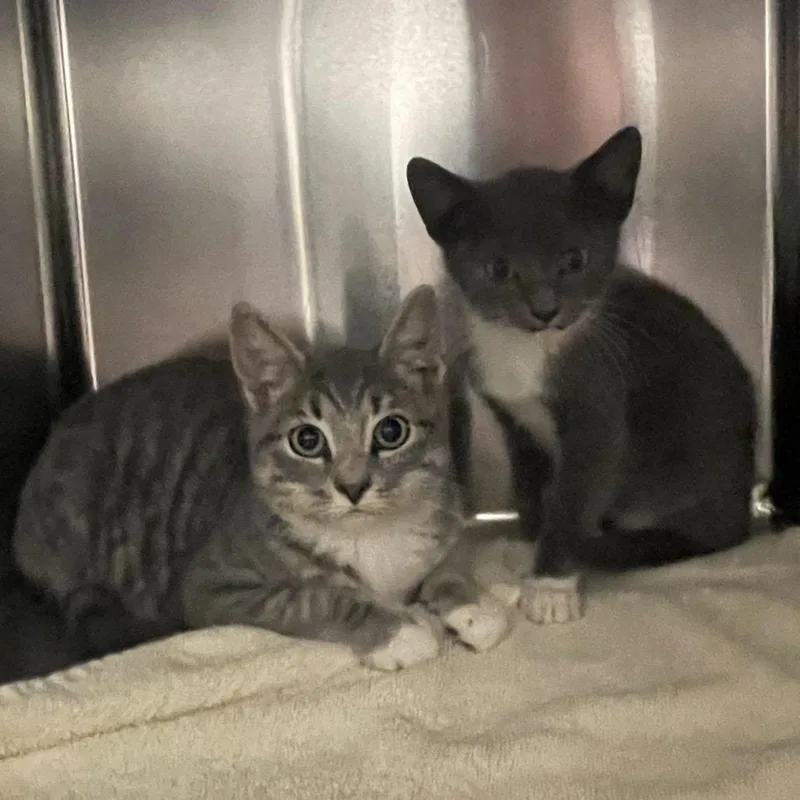 A baby small-sized female Domestic Short Hair cat named Gretchen for adoption in Springfield, MA