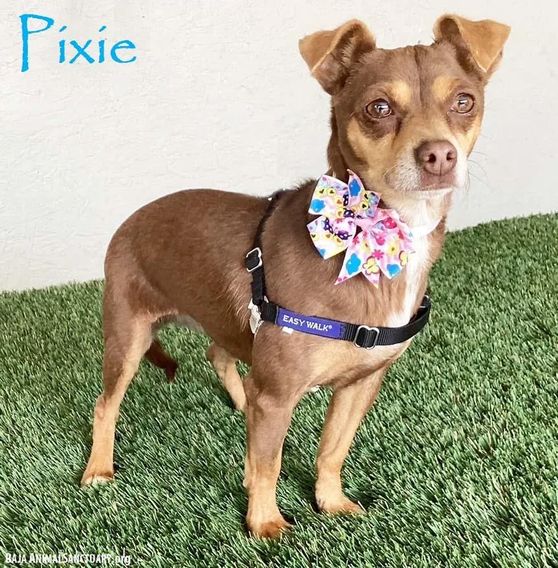 A young small-sized female Brown / Chocolate Miniature Pinscher dog named Pixie for adoption in San Diego, CA