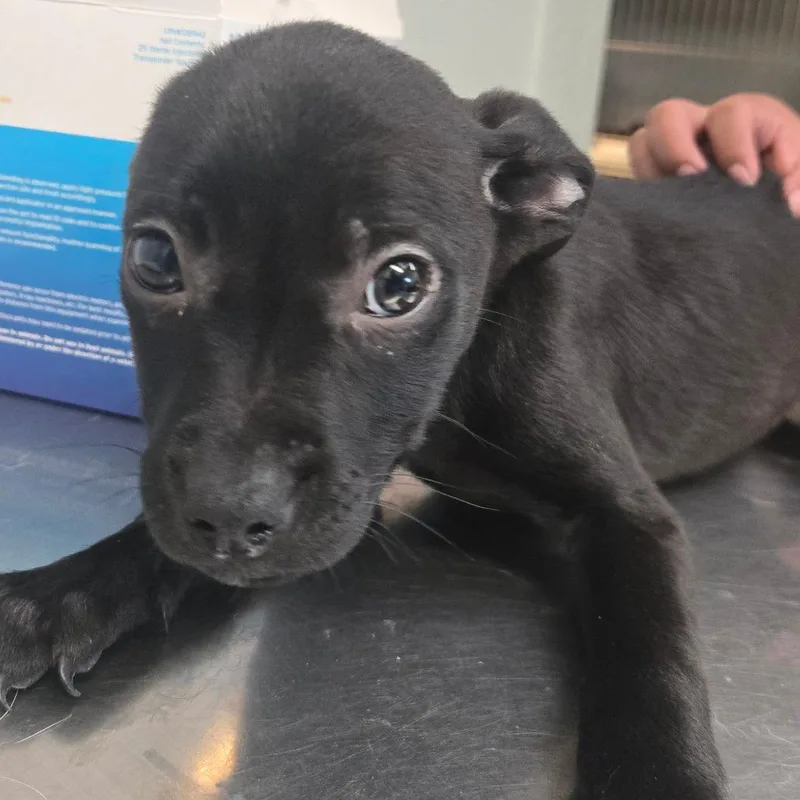 A baby small-sized female Black Terrier dog named Gamora for adoption in San Jacinto, CA