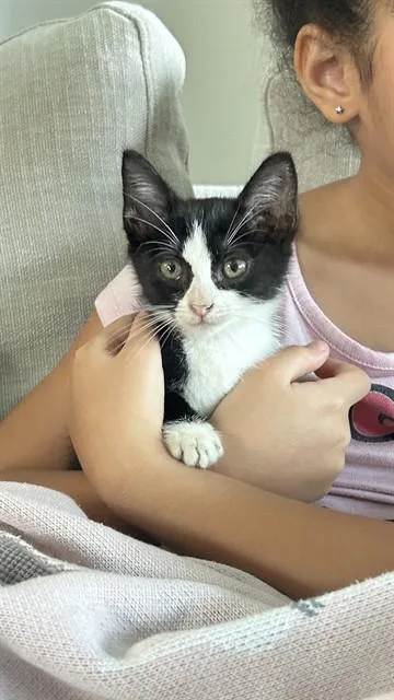 A baby small-sized female Domestic Short Hair cat named Mj for adoption in Conroe, TX