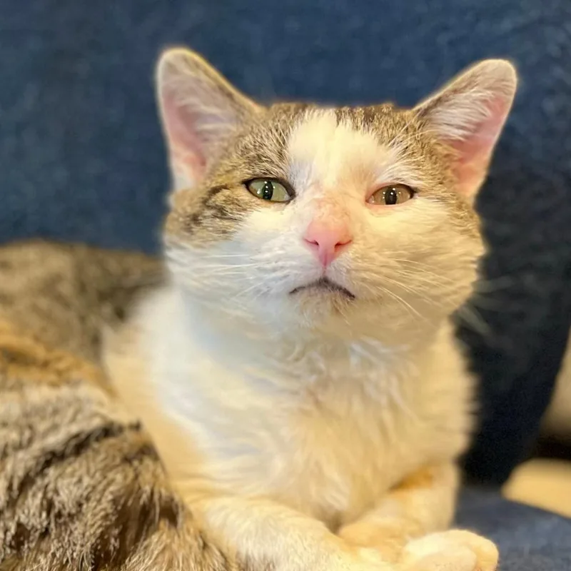 An adult small-sized male Domestic Short Hair cat named Pontoon Petey for adoption in Port Washington, NY