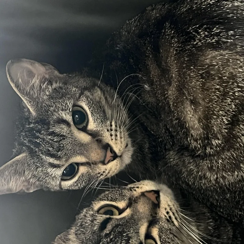 An adult medium-sized female Domestic Short Hair cat named Tulip for adoption in Mount Pleasant, MI