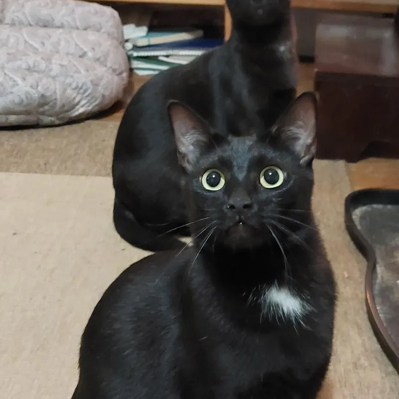 Garlic & Toast  thumbnail 2