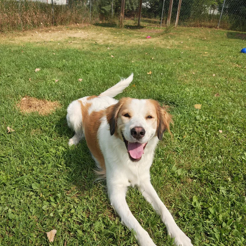 A young medium-sized female Red / Chestnut / Orange Mixed Breed dog named Mary Ann for adoption in Oconto, WI