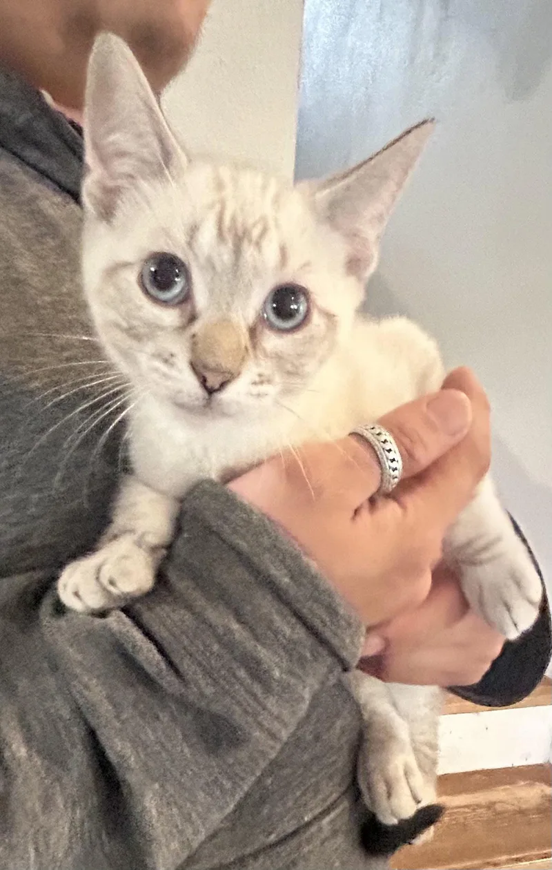 A baby medium-sized male Siamese cat named Harry for adoption in Napa, CA