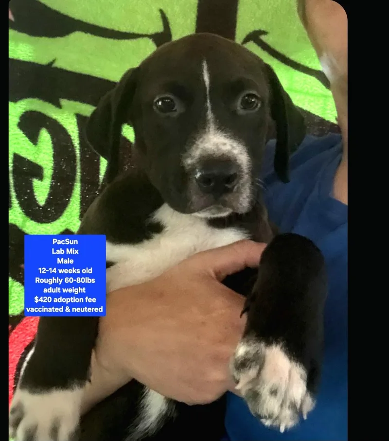 A baby large-sized male Labrador Retriever dog named PacSun for adoption in Oviedo, FL