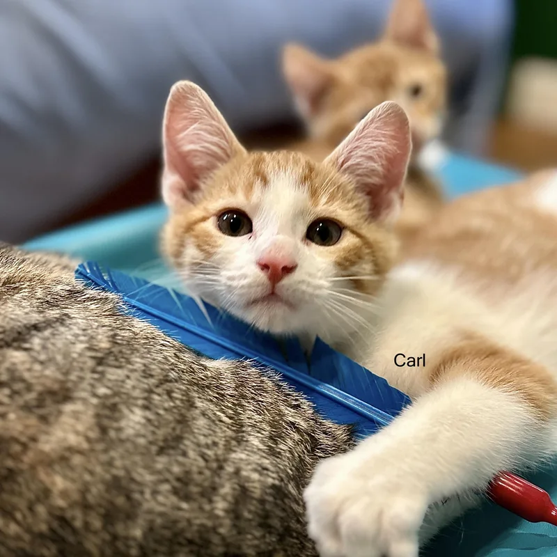 A baby small-sized male Orange & White Domestic Short Hair cat named Carl for adoption in Topsham, ME
