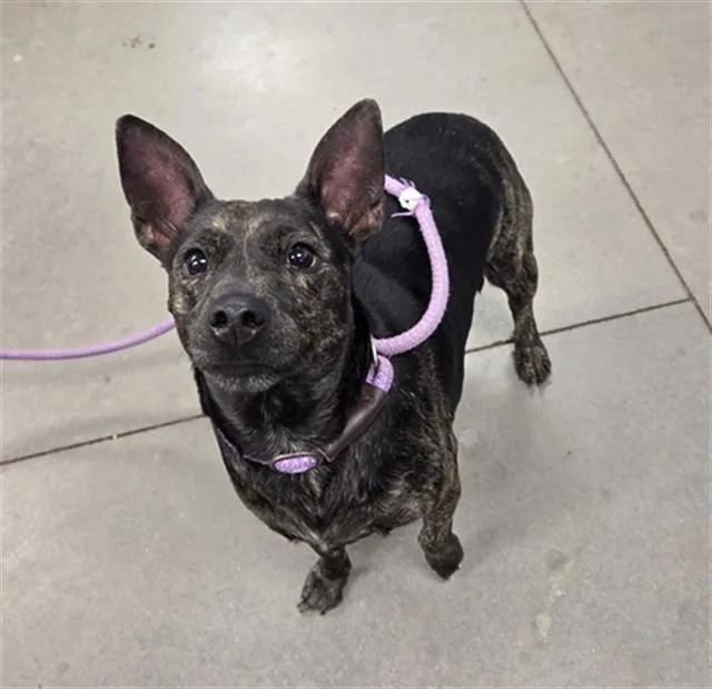 An adult large-sized female Basenji dog named Poppy for adoption in Phoenix, AZ