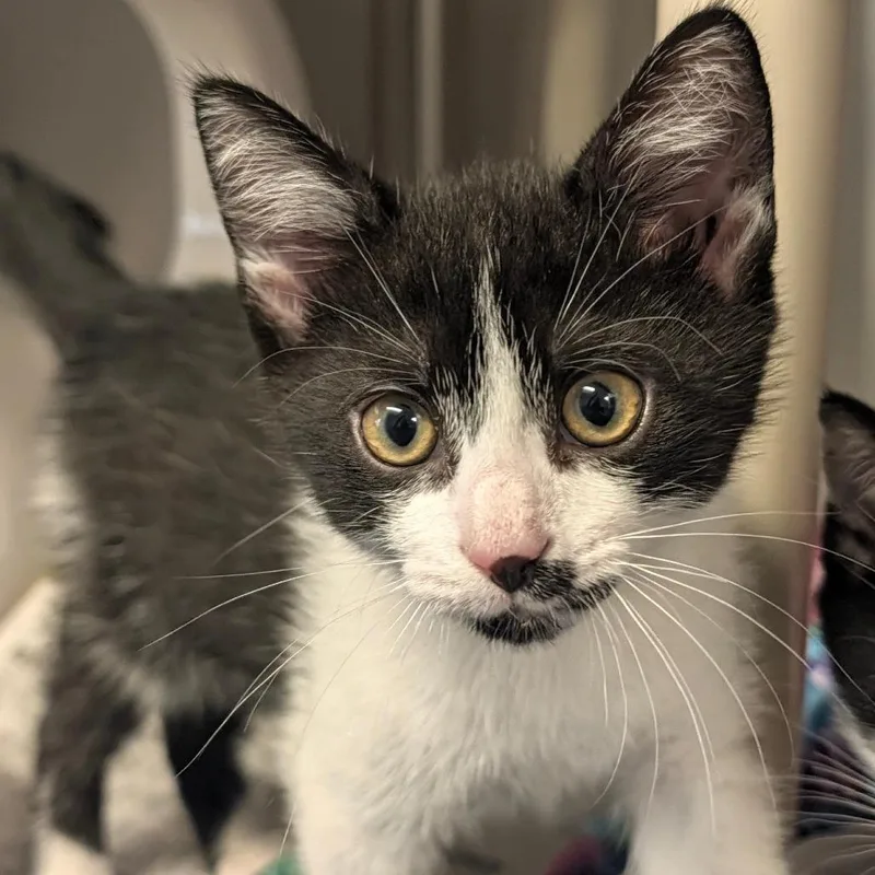 A baby small-sized male Black Domestic Short Hair cat named Pugsley for adoption in Hendersonville, NC