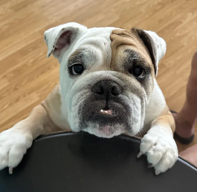 An adult large-sized male English Bulldog dog named Winston Winnie for adoption in PALM BAY, FL