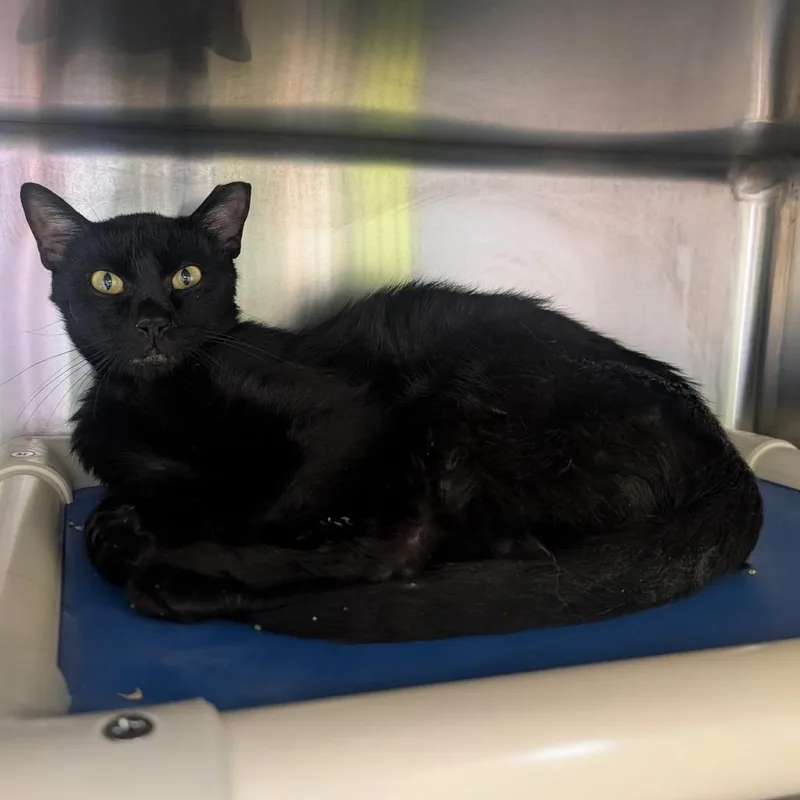 An adult medium-sized male Black Domestic Short Hair cat named Best Western for adoption in Emporia, KS
